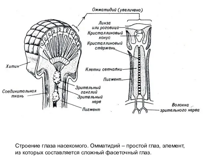 Строение глаза насекомого. Омматидий – простой глаз, элемент, из которых составляется сложный фасеточный глаз.