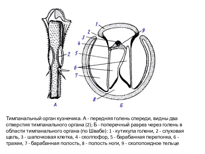 Тимпанальный орган кузнечика. А - передняя голень спереди, видны два отверстия тимпанального органа