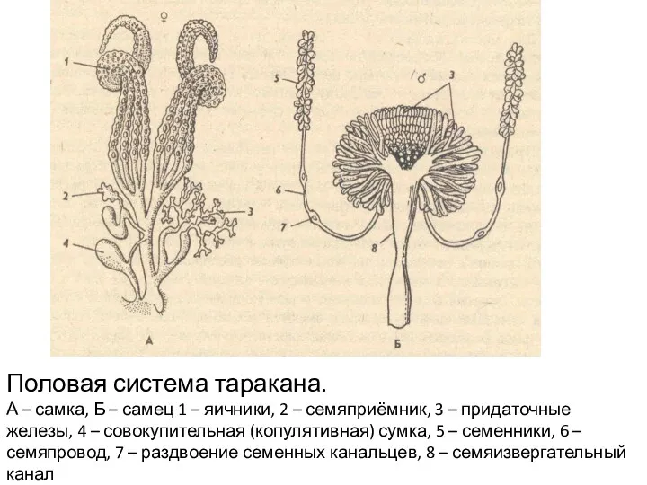 Половая система таракана. А – самка, Б – самец 1 – яичники, 2