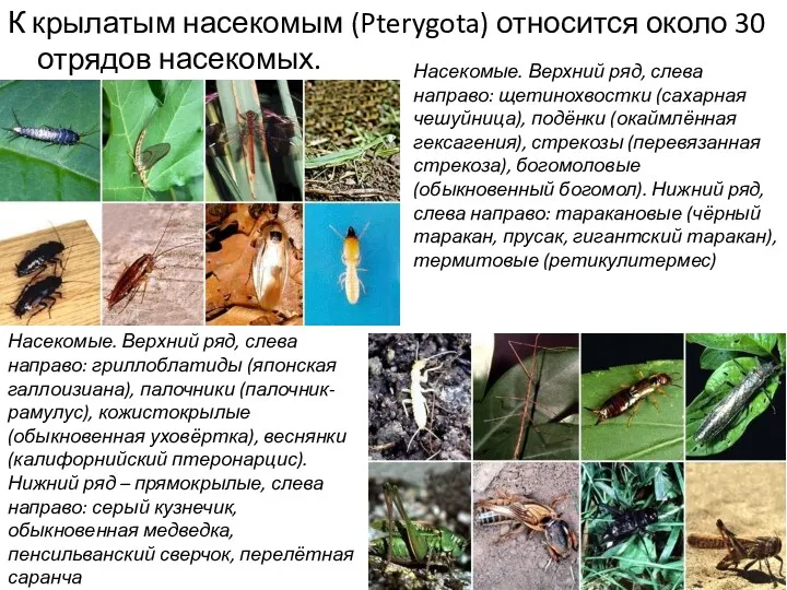 К крылатым насекомым (Pterygota) относится около 30 отрядов насекомых. Насекомые. Верхний ряд, слева
