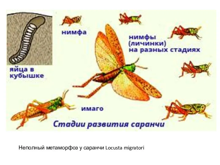 Неполный метаморфоз у саранчи Locusta migratori
