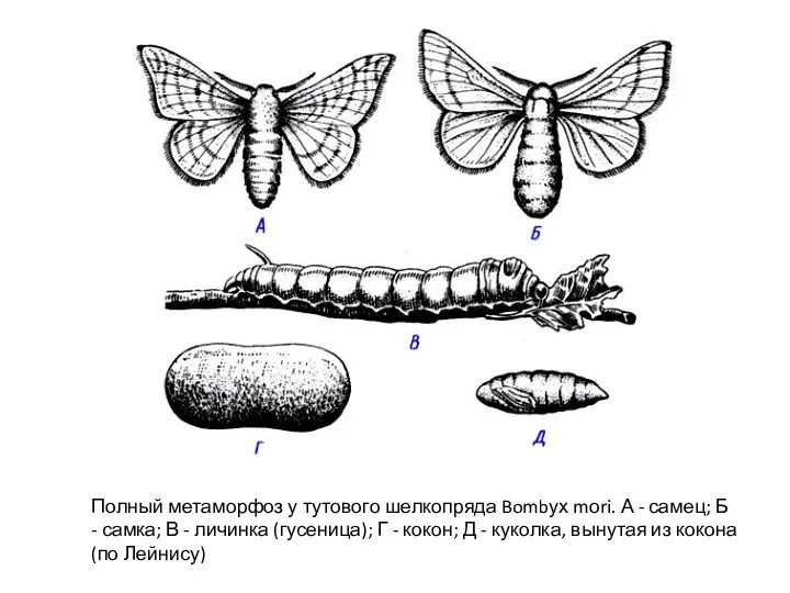 Полный метаморфоз у тутового шелкопряда Bombух mоri. А - самец;