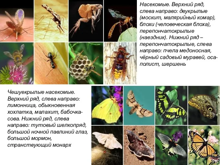 Насекомые. Верхний ряд, слева направо: двукрылые (москит, малярийный комар), блохи (человеческая блоха), перепончатокрылые