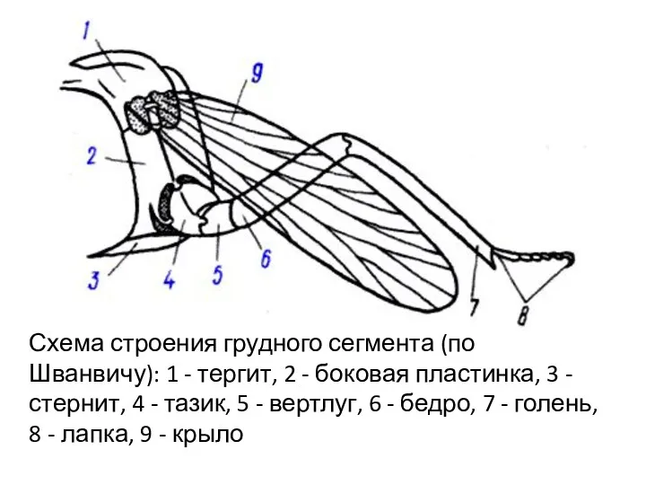 Схема строения грудного сегмента (по Шванвичу): 1 - тергит, 2