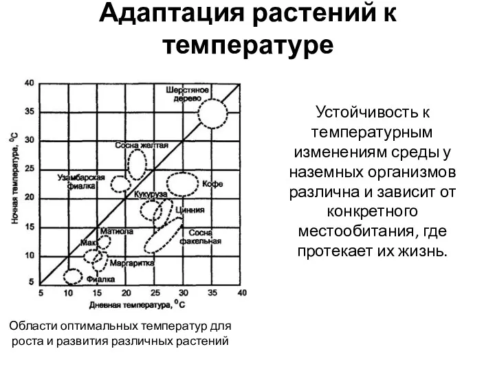 Адаптация растений к температуре Области оптимальных температур для роста и