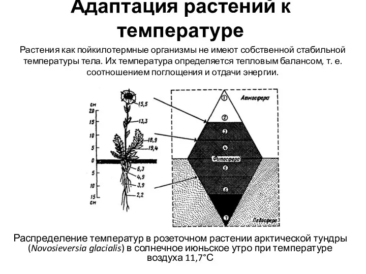 Адаптация растений к температуре Распределение температур в розеточном растении арктической