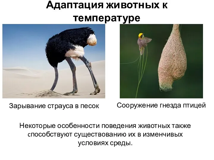 Адаптация животных к температуре Зарывание страуса в песок Некоторые особенности