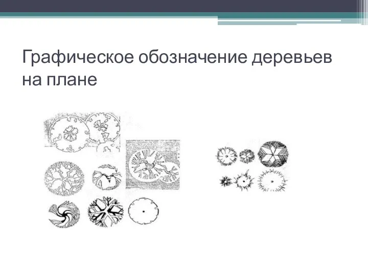 Графическое обозначение деревьев на плане