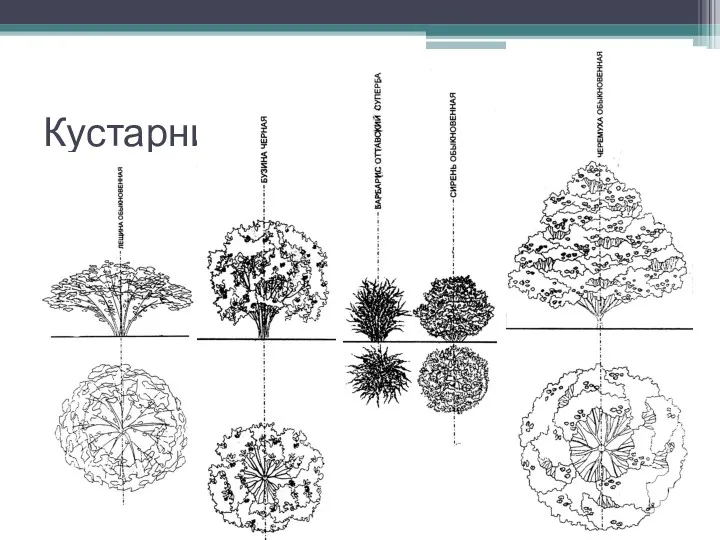 Кустарники