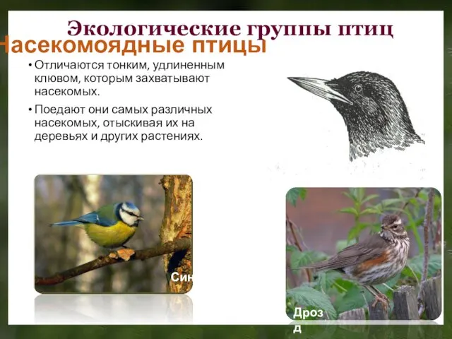 Насекомоядные птицы Пеночка Отличаются тонким, удлиненным клювом, которым захватывают насекомых. Поедают они самых