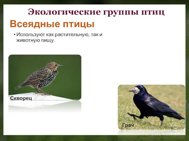 Всеядные птицы Пеночка Используют как растительную, так и животную пищу. Экологические группы птиц Скворец Грач