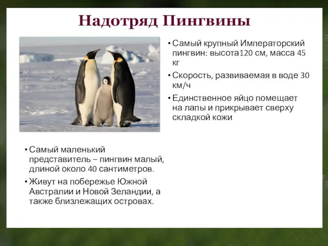 Надотряд Пингвины Самый крупный Императорский пингвин: высота120 см, масса 45