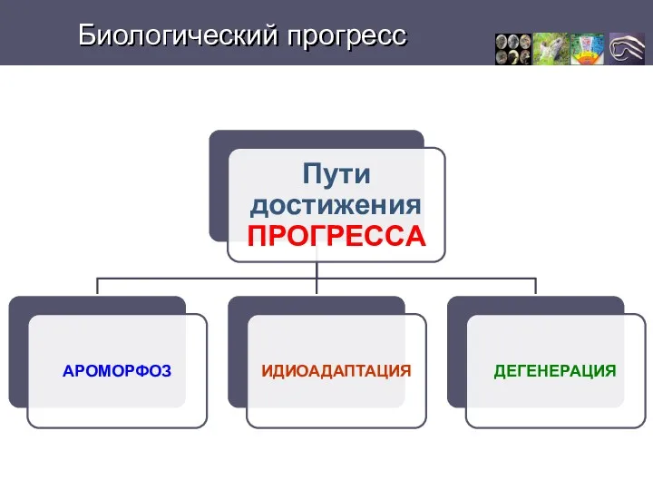 Биологический прогресс