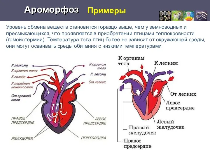 Примеры Ароморфоз Уровень обмена веществ становится гораздо выше, чем у