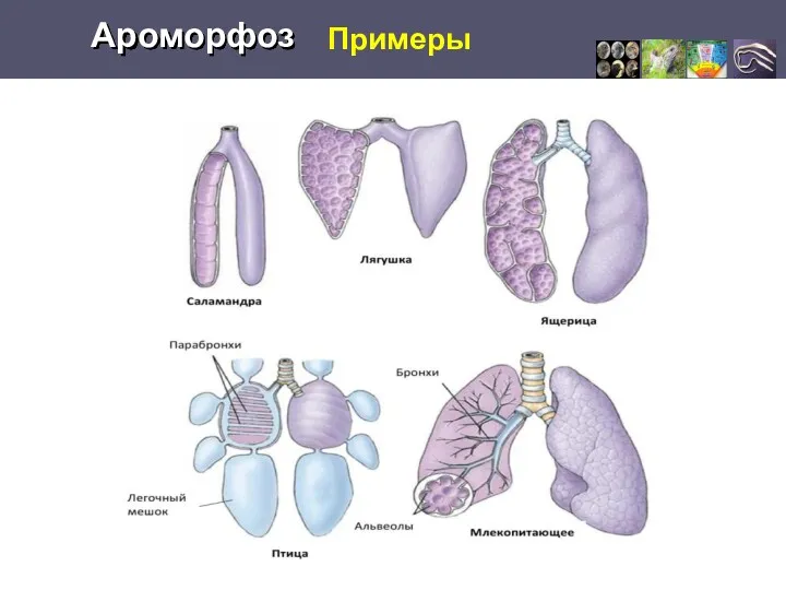 Примеры Ароморфоз