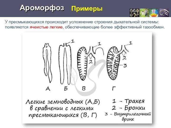 Примеры Ароморфоз У пресмыкающихся происходит усложнение строения дыхательной системы: появляются ячеистые легкие, обеспечивающие более эффективный газообмен.