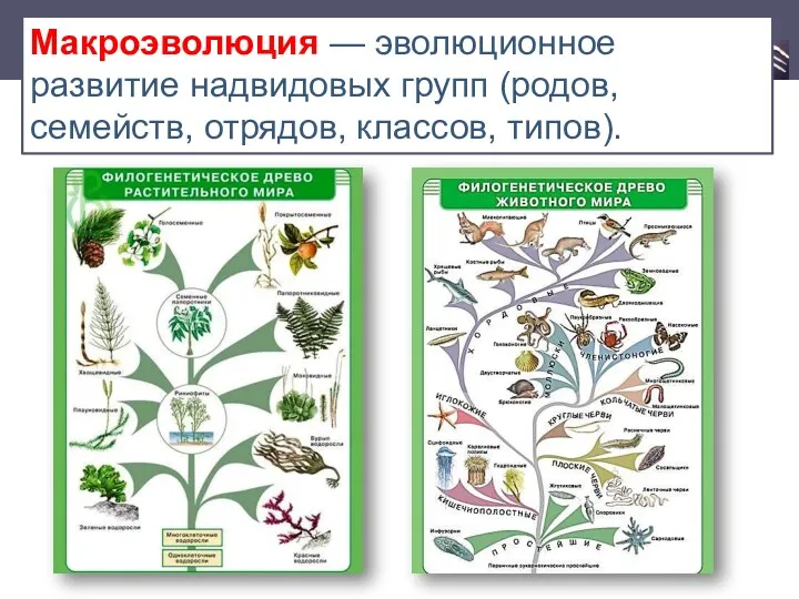 Макроэволюция — эволюционное развитие надвидовых групп (родов, семейств, отрядов, классов, типов).