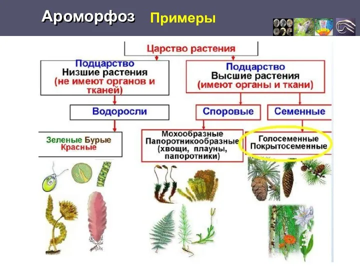 Примеры Ароморфоз