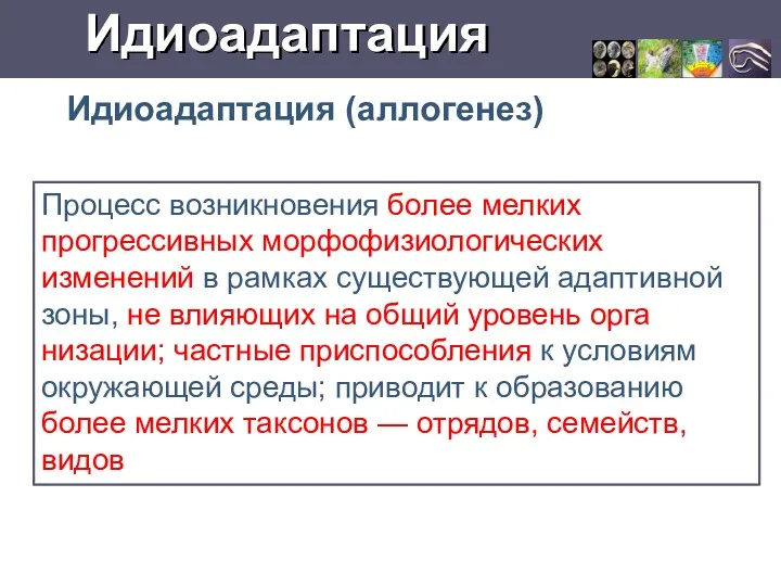 Идиоадаптация Идиоадаптация (аллогенез) Процесс возникно­вения более мелких прогрессивных мор­фофизиологических изменений