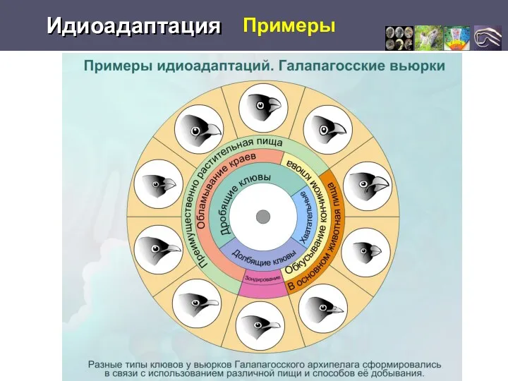 Примеры Идиоадаптация