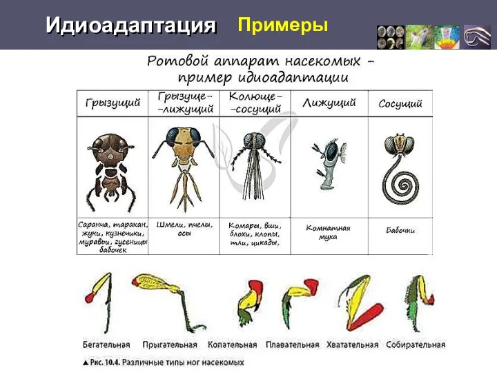 Примеры Идиоадаптация