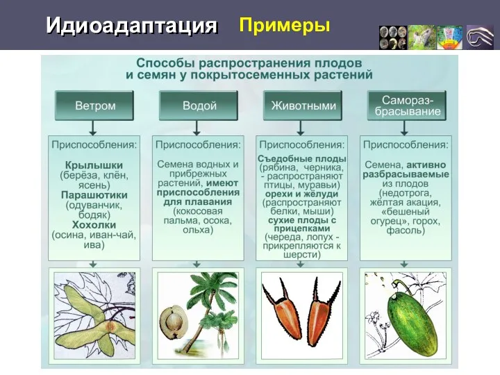 Примеры Идиоадаптация