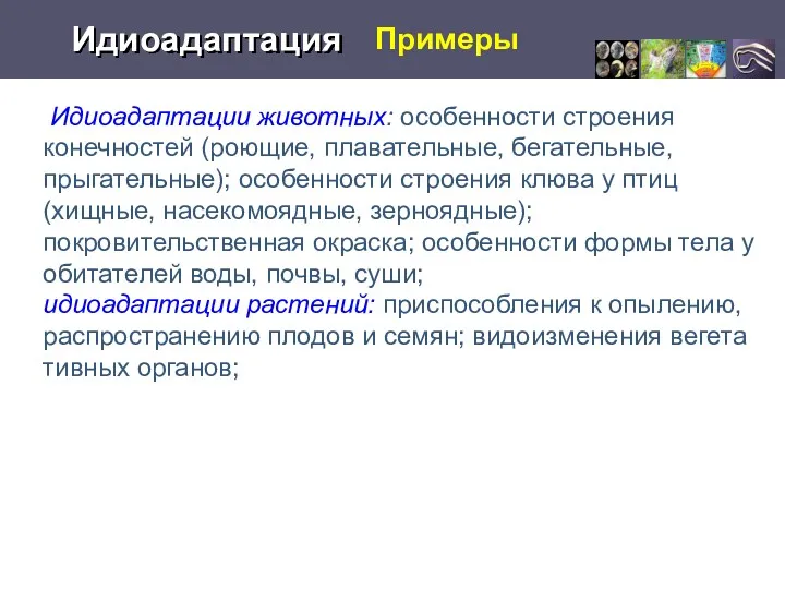 Примеры Идиоадаптация Идиоадаптации жи­вотных: особенности строения конечно­стей (роющие, пла­вательные, бегательные,