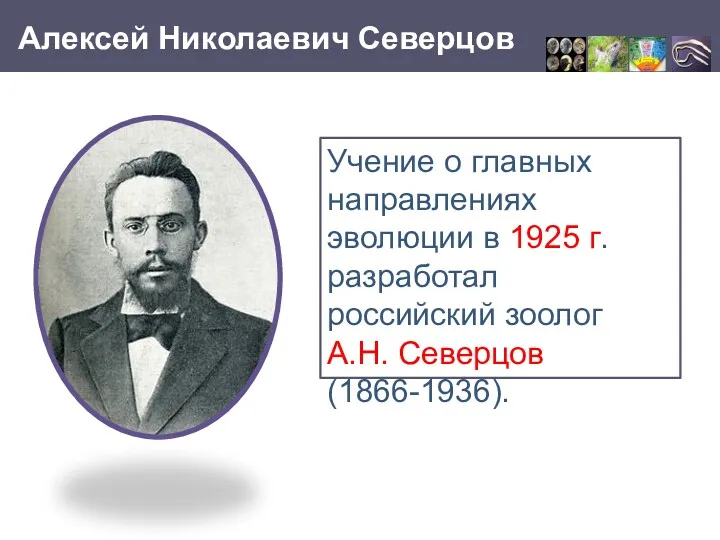 Алексей Николаевич Северцов Учение о главных направлениях эволюции в 1925