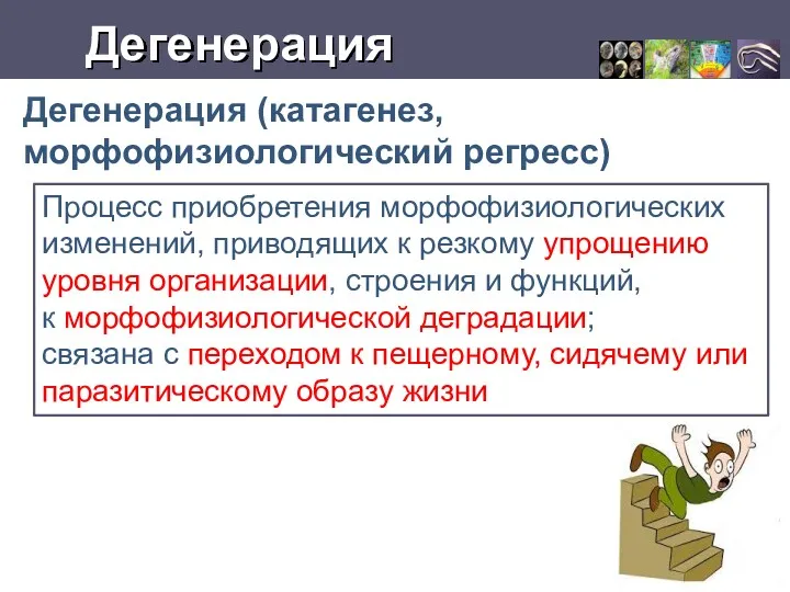 Дегенерация Дегенерация (катагенез, морфофизиологический регресс) Процесс приобрете­ния морфофизиоло­гических изменений, приводящих