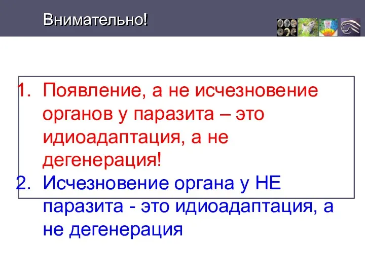 Появление, а не исчезновение органов у паразита – это идиоадаптация,