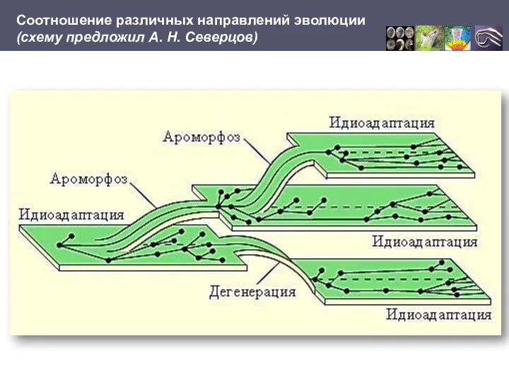 Соотношение различных направлений эволюции (схему предложил А. Н. Северцов)