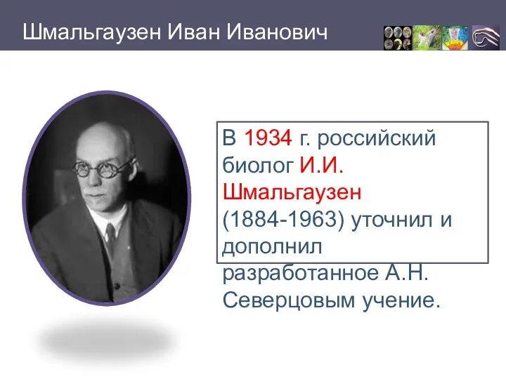 Шмальгаузен Иван Иванович В 1934 г. российский биолог И.И. Шмальгаузен