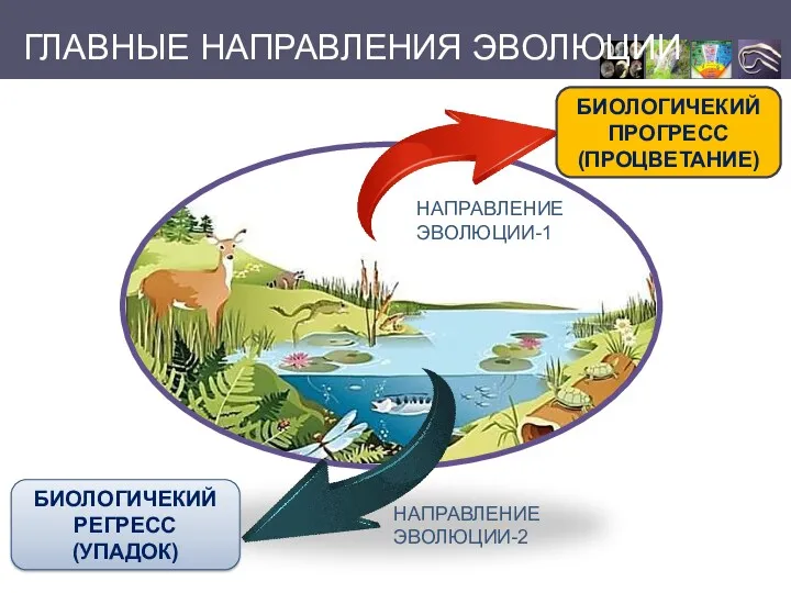 БИОЛОГИЧЕКИЙ ПРОГРЕСС (ПРОЦВЕТАНИЕ) БИОЛОГИЧЕКИЙ РЕГРЕСС (УПАДОК) НАПРАВЛЕНИЕ ЭВОЛЮЦИИ-1 НАПРАВЛЕНИЕ ЭВОЛЮЦИИ-2 ГЛАВНЫЕ НАПРАВЛЕНИЯ ЭВОЛЮЦИИ