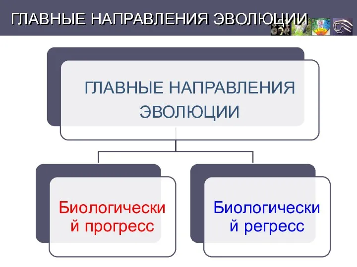 ГЛАВНЫЕ НАПРАВЛЕНИЯ ЭВОЛЮЦИИ