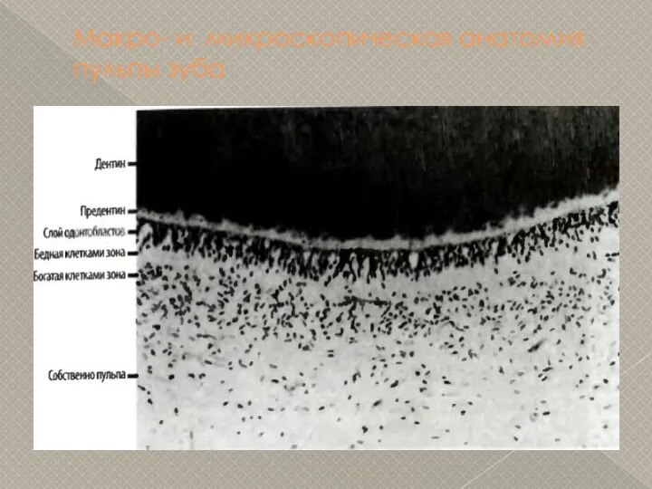 Макро- и микроскопическая анатомия пульпы зуба
