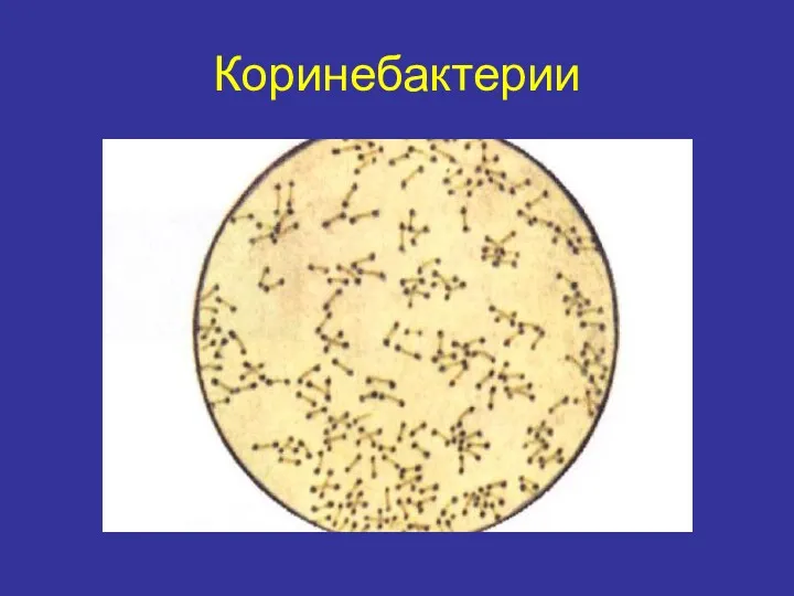 Коринебактерии