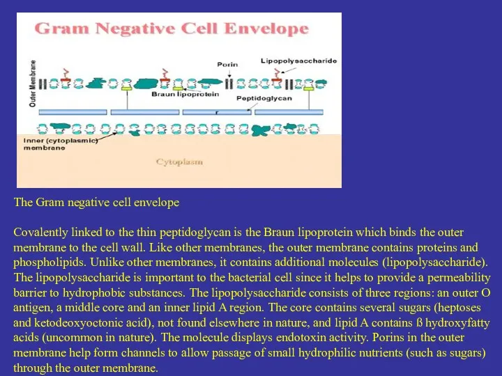The Gram negative cell envelope Covalently linked to the thin