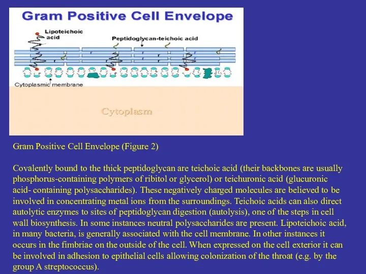 Gram Positive Cell Envelope (Figure 2) Covalently bound to the