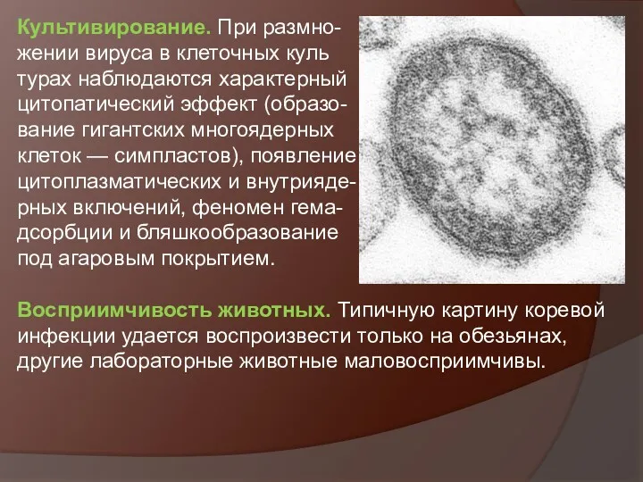 Культивирование. При размно- жении вируса в клеточных куль­ турах наблюдаются