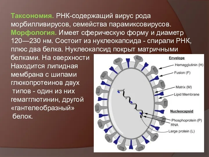 Таксономия. РНК-содержащий вирус рода морбилливирусов, семейства парамиксовирусов. Морфология. Имеет сферическую