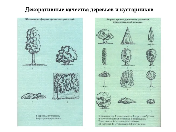 Декоративные качества деревьев и кустарников