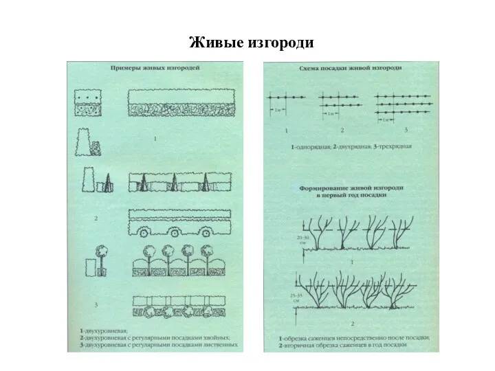 Живые изгороди