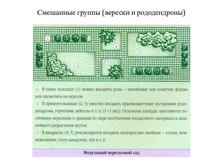 Смешанные группы (верески и рододендроны)