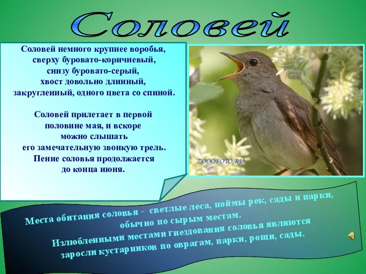 Соловей Места обитания соловья - светлые леса, поймы рек, сады