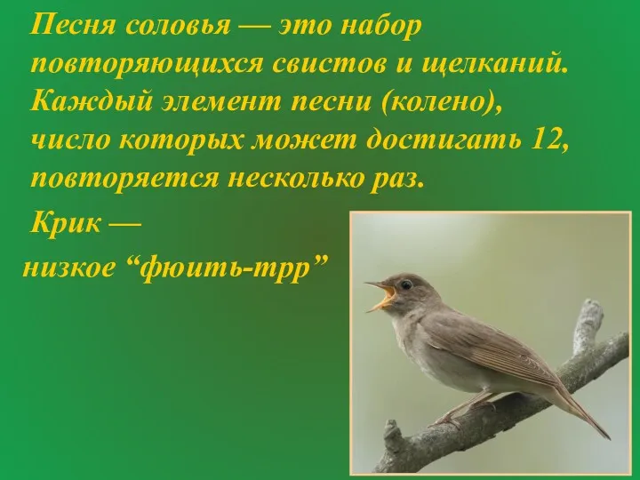 Песня соловья — это набор повторяющихся свистов и щелканий. Каждый