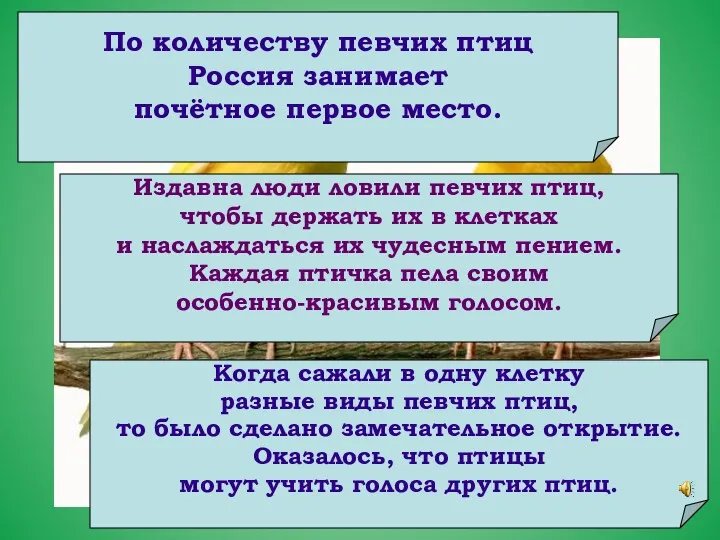 По количеству певчих птиц Россия занимает почётное первое место. Издавна