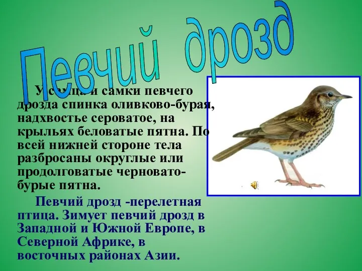 У самца и самки певчего дрозда спинка оливково-бурая, надхвостье сероватое,