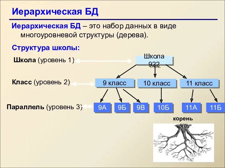 Иерархическая БД Иерархическая БД – это набор данных в виде