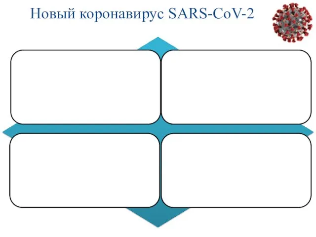 Новый коронавирус SARS-CoV-2