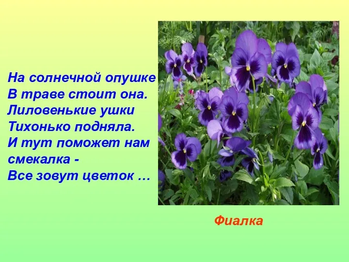 На солнечной опушке В траве стоит она. Лиловенькие ушки Тихонько